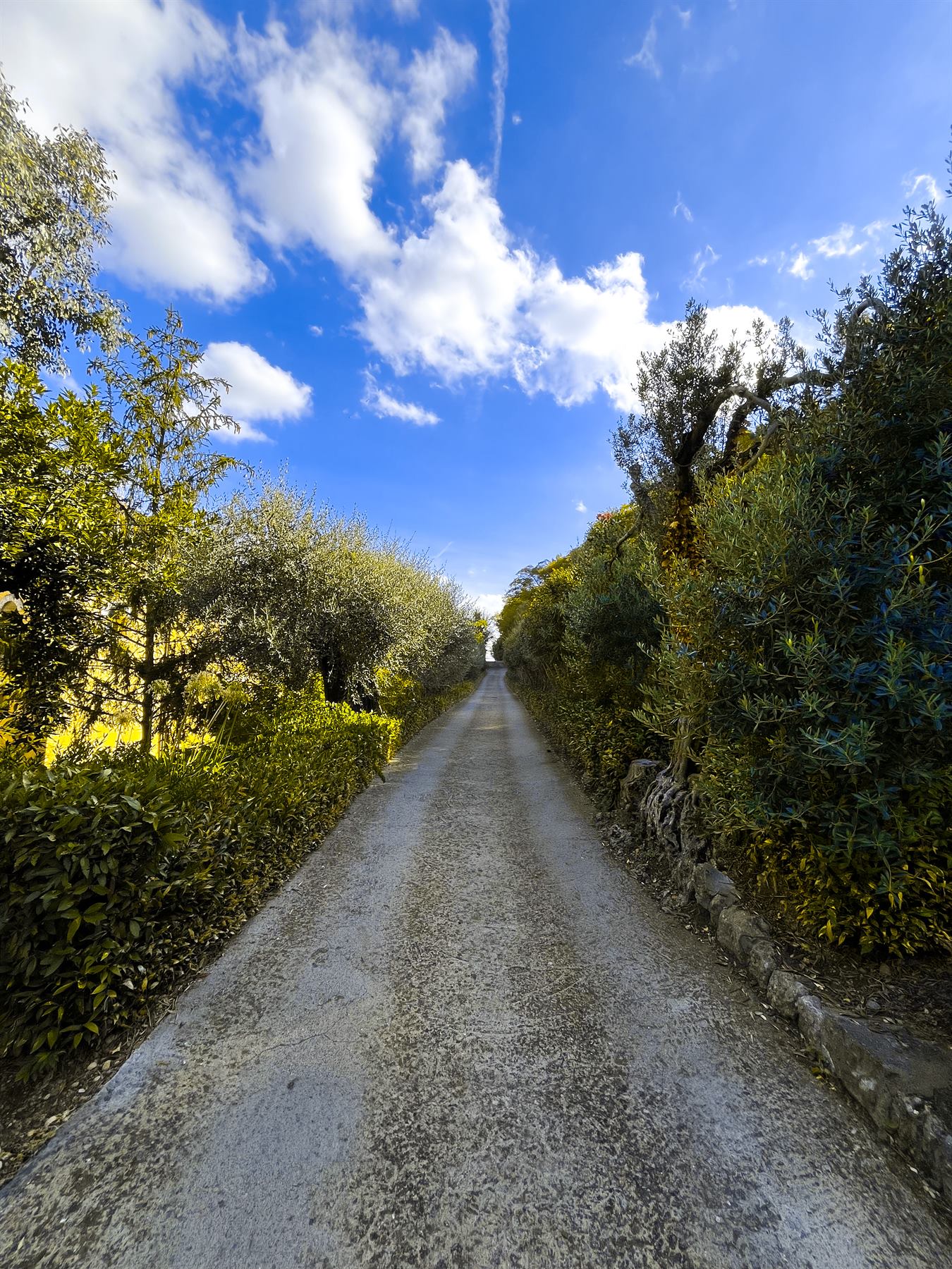Viale tra gli ulivi, a Seglia e Sant'Anna.